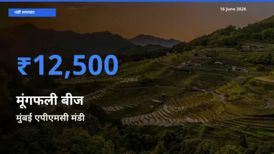 टॉप मंडी बना मुंबई एपीएमसी! मूंगफली बीज के सबसे ऊँचे दाम यहीं दर्ज