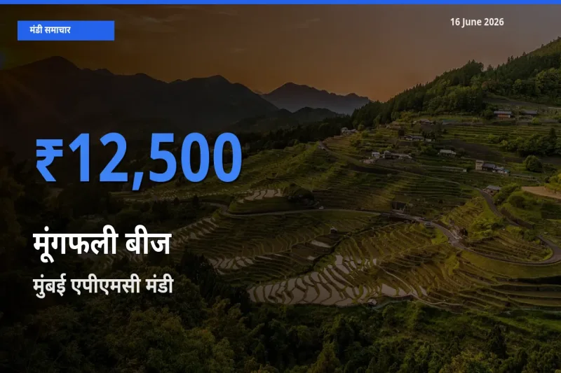 टॉप मंडी बना मुंबई एपीएमसी! मूंगफली बीज के सबसे ऊँचे दाम यहीं दर्ज