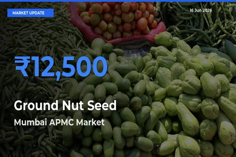 Ground Nut Seed Mandi Rate Today: Mumbai APMC Tops the List