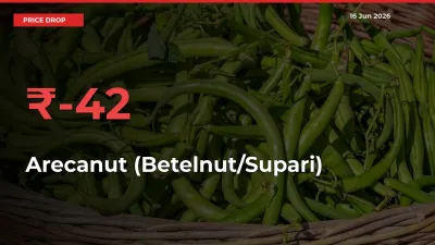 Farmers Alert as Arecanut (Betelnut/Supari) Prices Slide 41.67% in Local Mandis