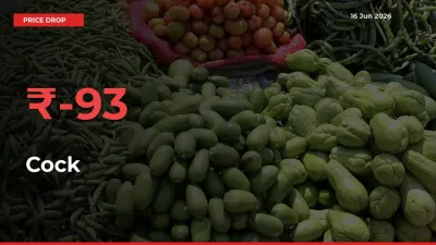 Cock Falls 93.17% at Mandis