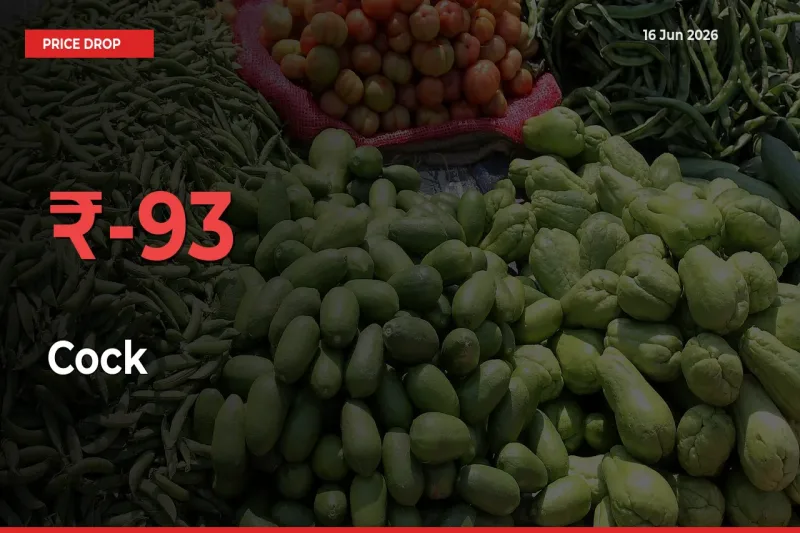 Cock Falls 93.17% at Mandis
