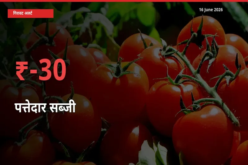 स्थानीय मंडी में पत्तेदार सब्जी के दाम अचानक 30.25% गिरे, किसानों की चिंता बढ़ी