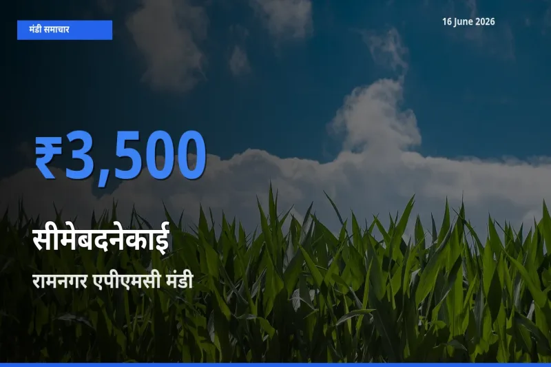 किसानों की पसंद बना रामनगर एपीएमसी, सीमेबदनेकाई के सबसे अच्छे दाम