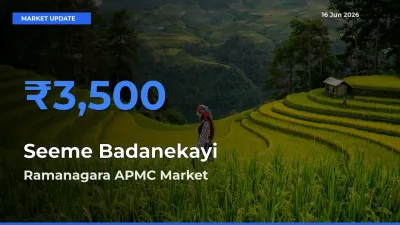 Ramanagara APMC Emerges as Top Mandi for Seeme Badanekayi Prices Today