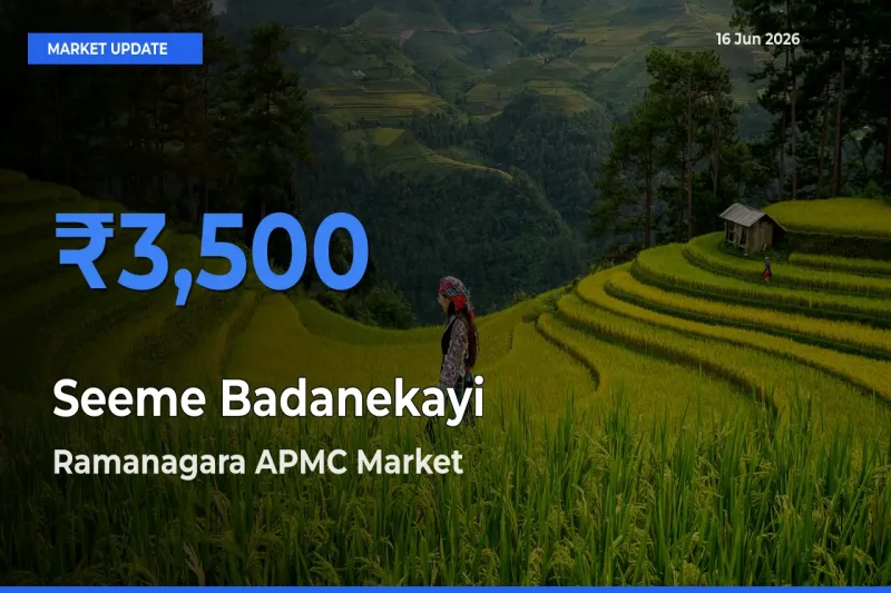 Ramanagara APMC Emerges as Top Mandi for Seeme Badanekayi Prices Today