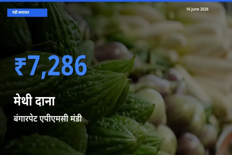 किसानों की पसंद बना बंगारपेट एपीएमसी, मेथी दाना के सबसे अच्छे दाम