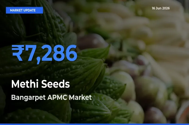 Bangarpet APMC Leads as Top Mandi for Methi Seeds Prices