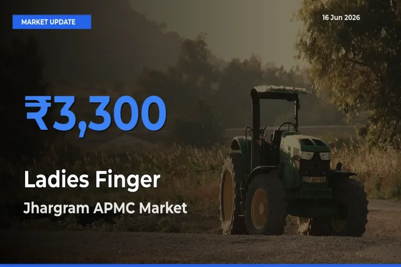 Ladies Finger Mandi Rate Today: Jhargram APMC Tops the List