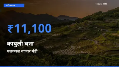 किसानों की पसंद बना पलक्कड़ बाजार, काबुली चना के सबसे अच्छे दाम