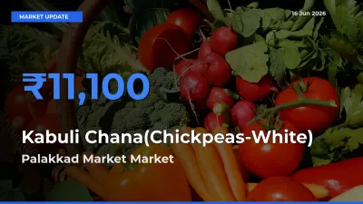 Top Performer! Palakkad Market Offers Best Kabuli Chana(Chickpeas-White) Price Today