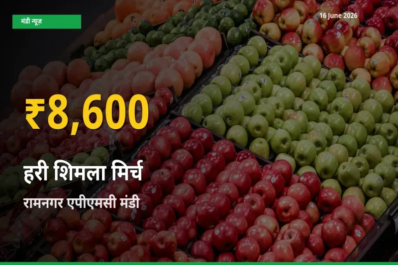 हरी शिमला मिर्च के दामों ने बनाया नया रिकॉर्ड, रामनगर एपीएमसी में तेज़ी