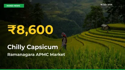 Chilly Capsicum Hits Fresh High in Ramanagara APMC Today