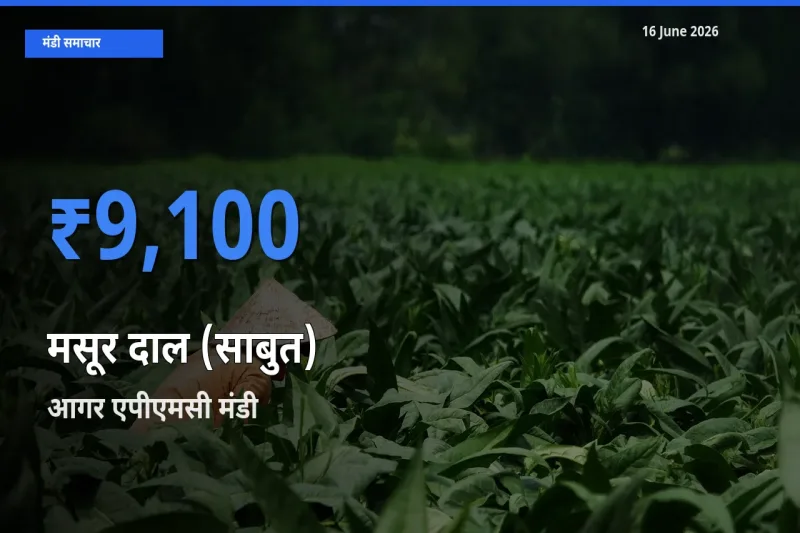 16 June अपडेट: मसूर दाल (साबुत) के सबसे ऊँचे दाम आगर एपीएमसी मंडी में
