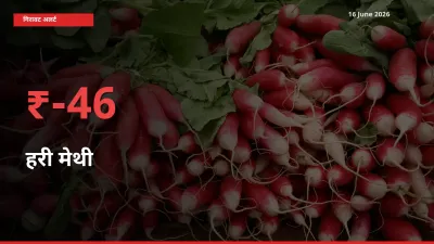 16 June अपडेट: हरी मेथी के दाम मंडी में 46.29% गिरे