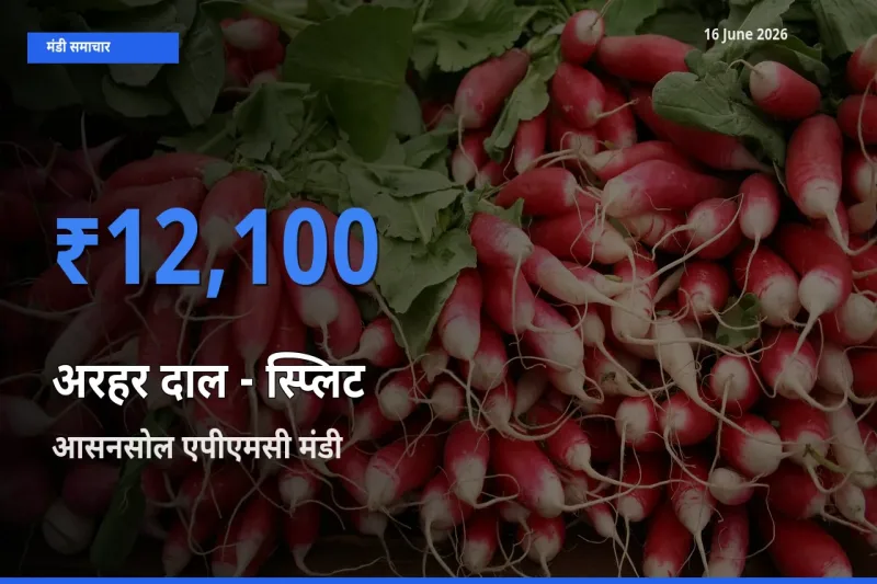 आसनसोल एपीएमसी में अरहर दाल - स्प्लिट का आज सबसे ऊँचा भाव