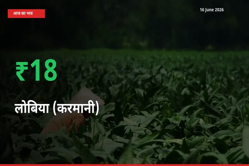आज का मंडी भाव: लोबिया (करमानी) के दाम मंडी में 17.6% ऊपर
