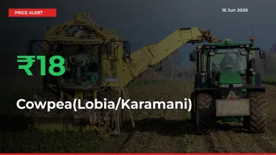 Cowpea(Lobia/Karamani) Mandi Rate Today: Prices Jump 17.6% at Market