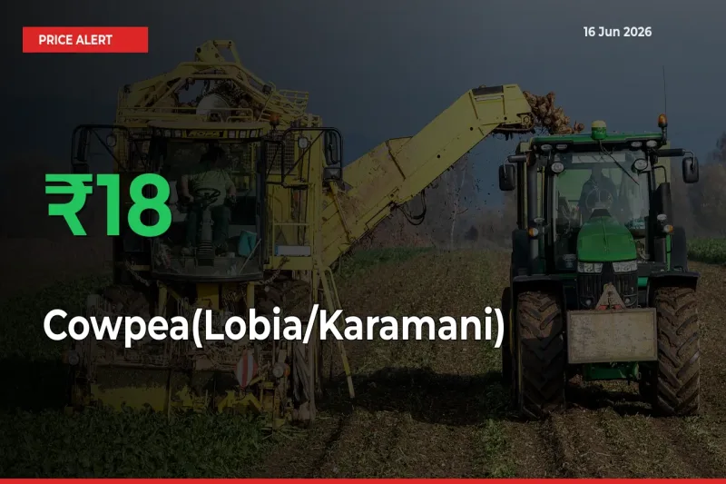 Cowpea(Lobia/Karamani) Mandi Rate Today: Prices Jump 17.6% at Market