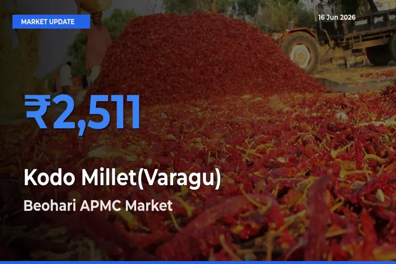 Market Watch: Beohari APMC Becomes Top Mandi for Kodo Millet(Varagu)