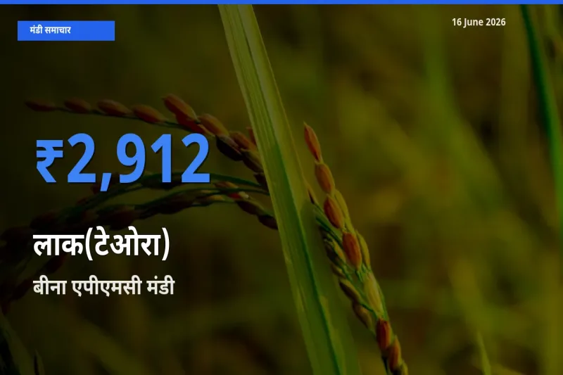आज लाक(टेओरा) के सबसे ऊँचे दाम ₹2,912 बीना एपीएमसी मंडी में
