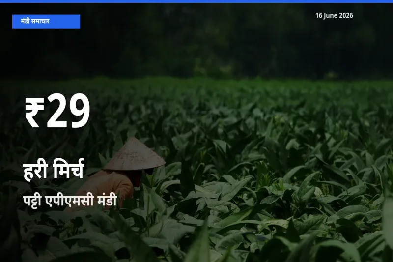 किसानों के लिए चिंता का विषय? हरी मिर्च के दाम पट्टी एपीएमसी में 30 दिन के न्यूनतम स्तर पर