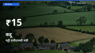 किसानों के लिए चिंता का विषय? कद्दू के दाम पट्टी एपीएमसी में 30 दिन के न्यूनतम स्तर पर