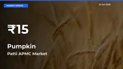 Pumpkin Hits 30-Day Low in Patti APMC
