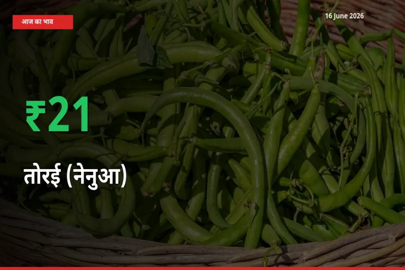 आज का मंडी भाव: तोरई (नेनुआ) के दाम मंडी में 21.39% ऊपर