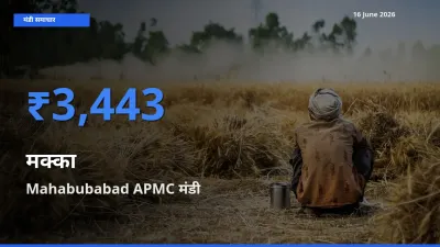 आज का मंडी भाव: मक्का के सबसे ज़्यादा दाम Mahabubabad APMC में