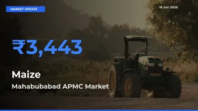 Mahabubabad APMC Leads as Top Mandi for Maize Prices