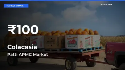 Big Drop! Colacasia Slides to 30-Day Low at Patti APMC