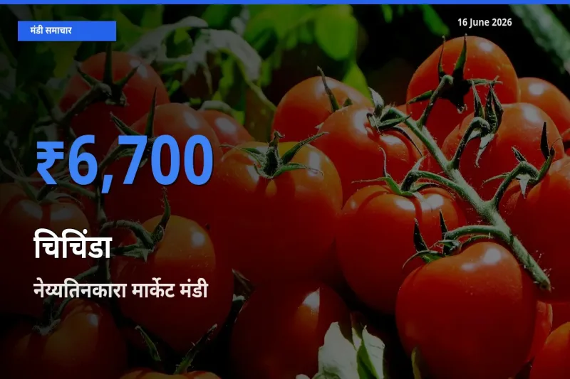 टॉप मंडी बना नेय्यतिनकारा मार्केट! चिचिंडा के सबसे ऊँचे दाम यहीं दर्ज