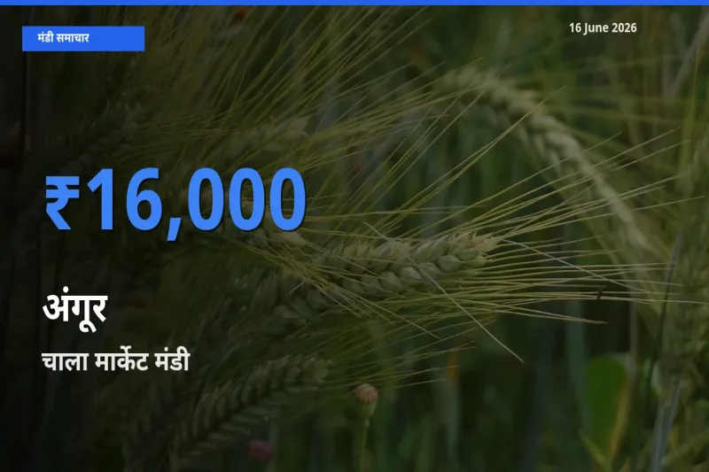 आज अंगूर के सबसे ऊँचे दाम ₹16,000 चाला मार्केट मंडी में