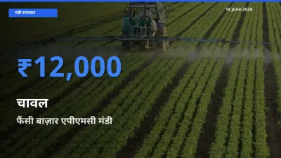 फैंसी बाज़ार एपीएमसी में चावल का आज सबसे ऊँचा भाव
