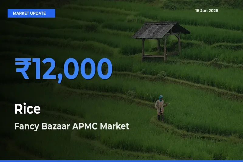 Top Performer! Fancy Bazaar APMC Offers Best Rice Price Today