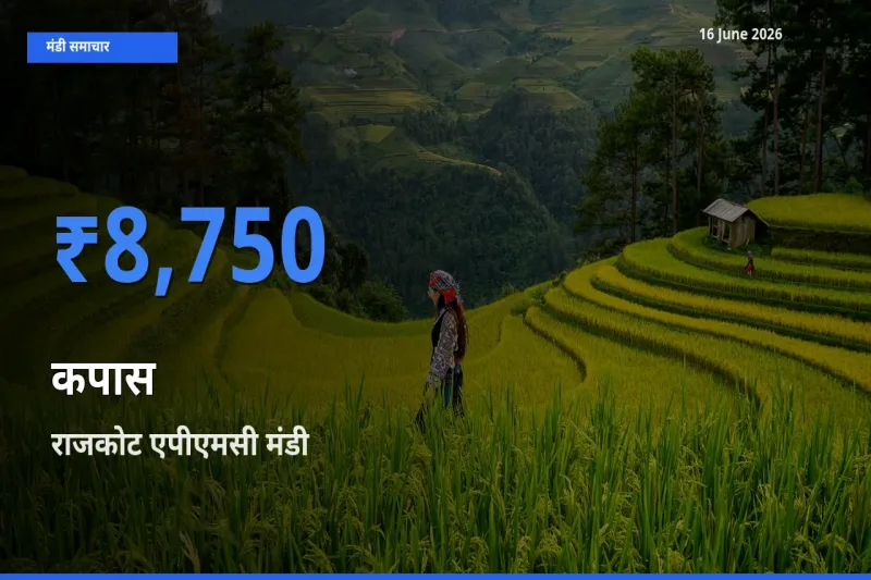 16 June अपडेट: कपास के सबसे ऊँचे दाम राजकोट एपीएमसी मंडी में