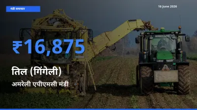 आज तिल (गिंगेली) के सबसे ऊँचे दाम ₹16,875 अमरेली एपीएमसी मंडी में