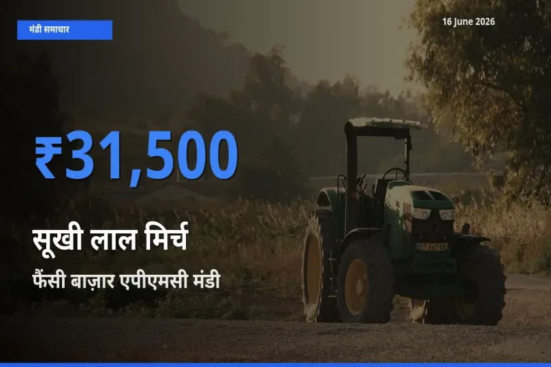 किसानों की पसंद बना फैंसी बाज़ार एपीएमसी, सूखी लाल मिर्च के सबसे अच्छे दाम