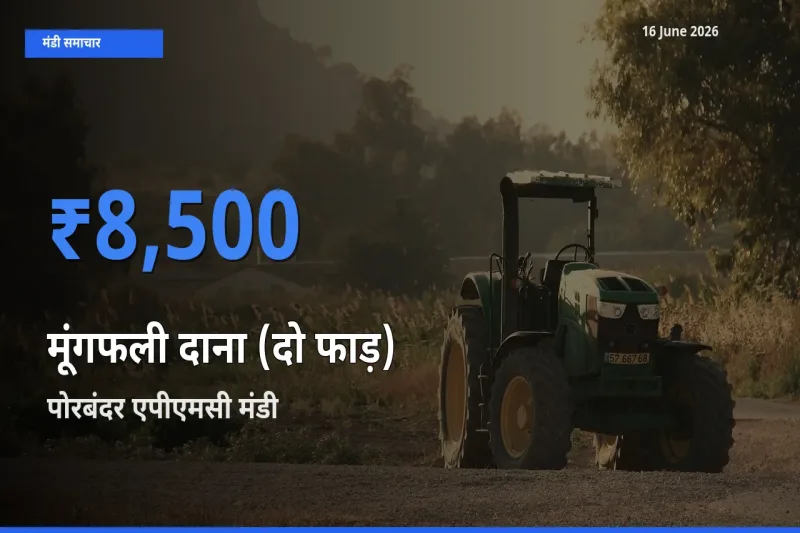 आज का मंडी भाव: मूंगफली दाना (दो फाड़) के सबसे ज़्यादा दाम पोरबंदर एपीएमसी में