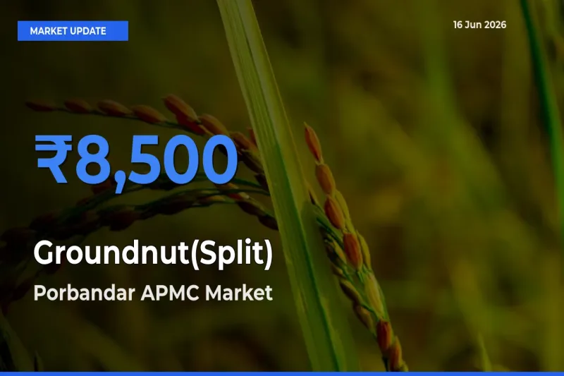Porbandar APMC Emerges as Top Mandi for Groundnut(Split) Prices Today