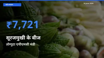 बाज़ार संकेत: तोग्गुटा एपीएमसी बना सूरजमुखी के बीज के लिए आज की टॉप मंडी