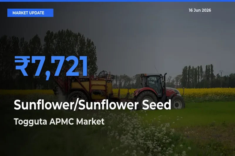 Sunflower/Sunflower Seed Mandi Rate Today: Togguta APMC Tops the List