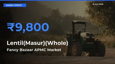 Lentil(Masur)(Whole) Mandi Rate Today: Fancy Bazaar APMC Tops the List