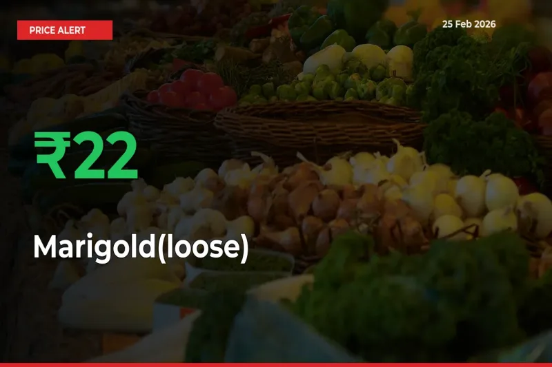 Marigold(loose) Prices Rise 22.22% in a Day at Major Mandis