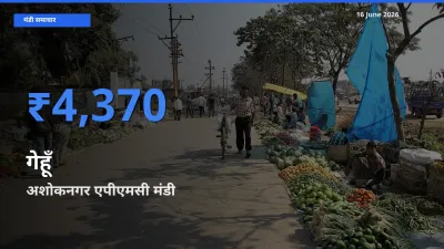 आज गेहूँ के सबसे ऊँचे दाम ₹4,370 अशोकनगर एपीएमसी मंडी में