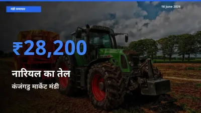 टॉप मंडी बना कंजंगडु मार्केट! नारियल का तेल के सबसे ऊँचे दाम यहीं दर्ज