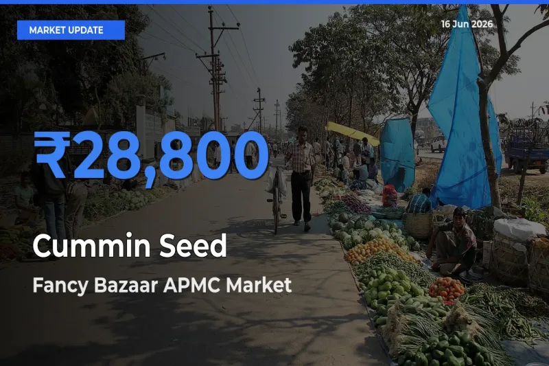 Farmers Prefer Fancy Bazaar APMC as Cummin Seed Hits Highest Rate