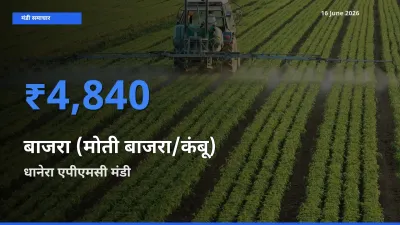 आज बाजरा (मोती बाजरा/कंबू) के सबसे ऊँचे दाम ₹4,840 धानेरा एपीएमसी मंडी में