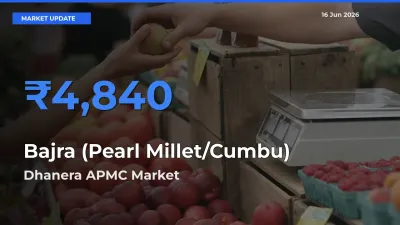 Dhanera APMC Offers ₹4,840 – Highest Bajra (Pearl Millet/Cumbu) Rate Today